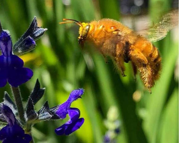 Beautyand the Bees...