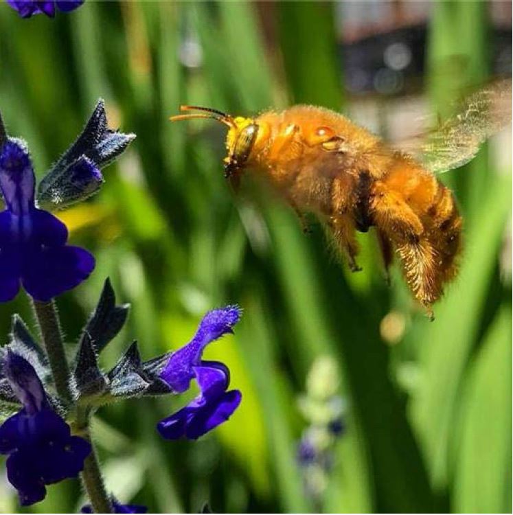 Beautyand the Bees...