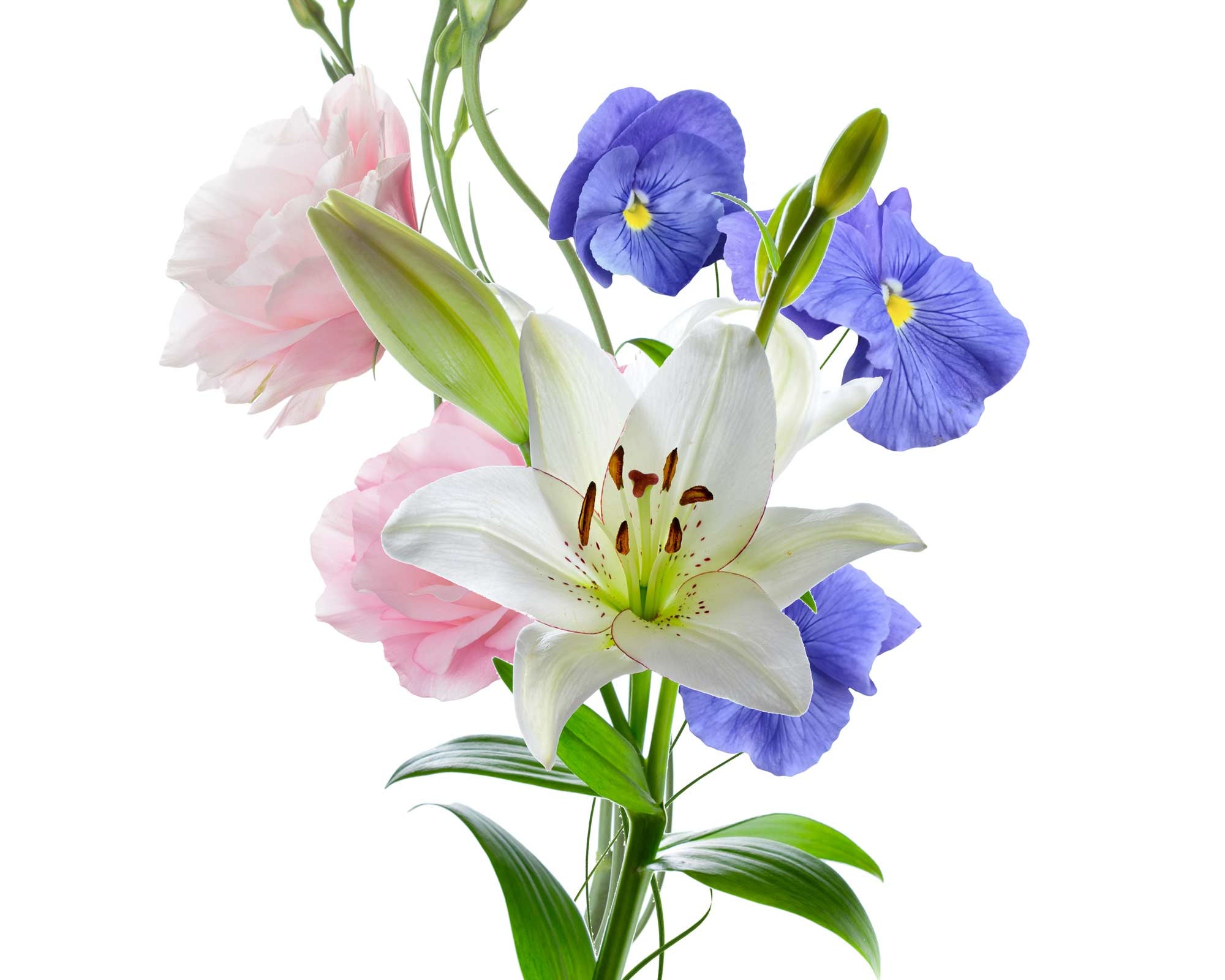 bouquet of french roses, white lily, and purple pansies