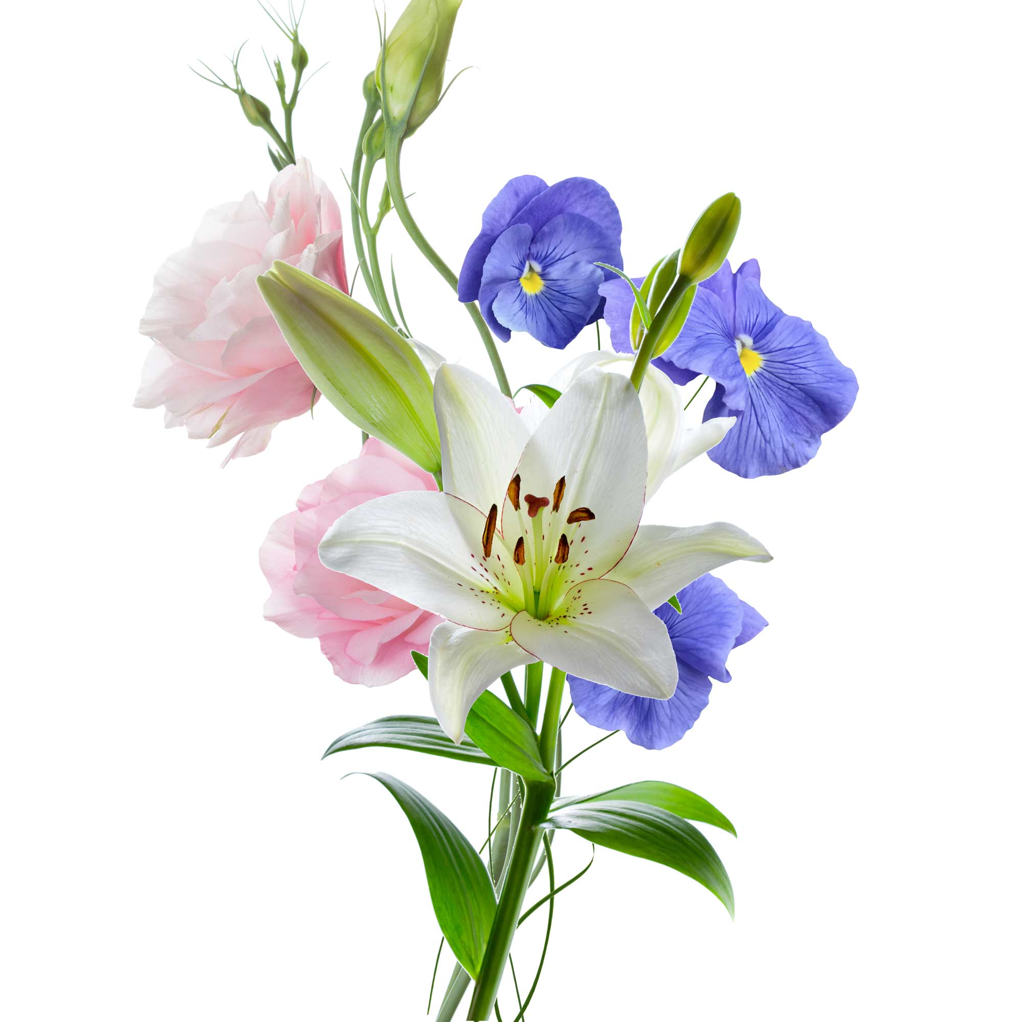 bouquet of french roses, white lily, and purple pansies