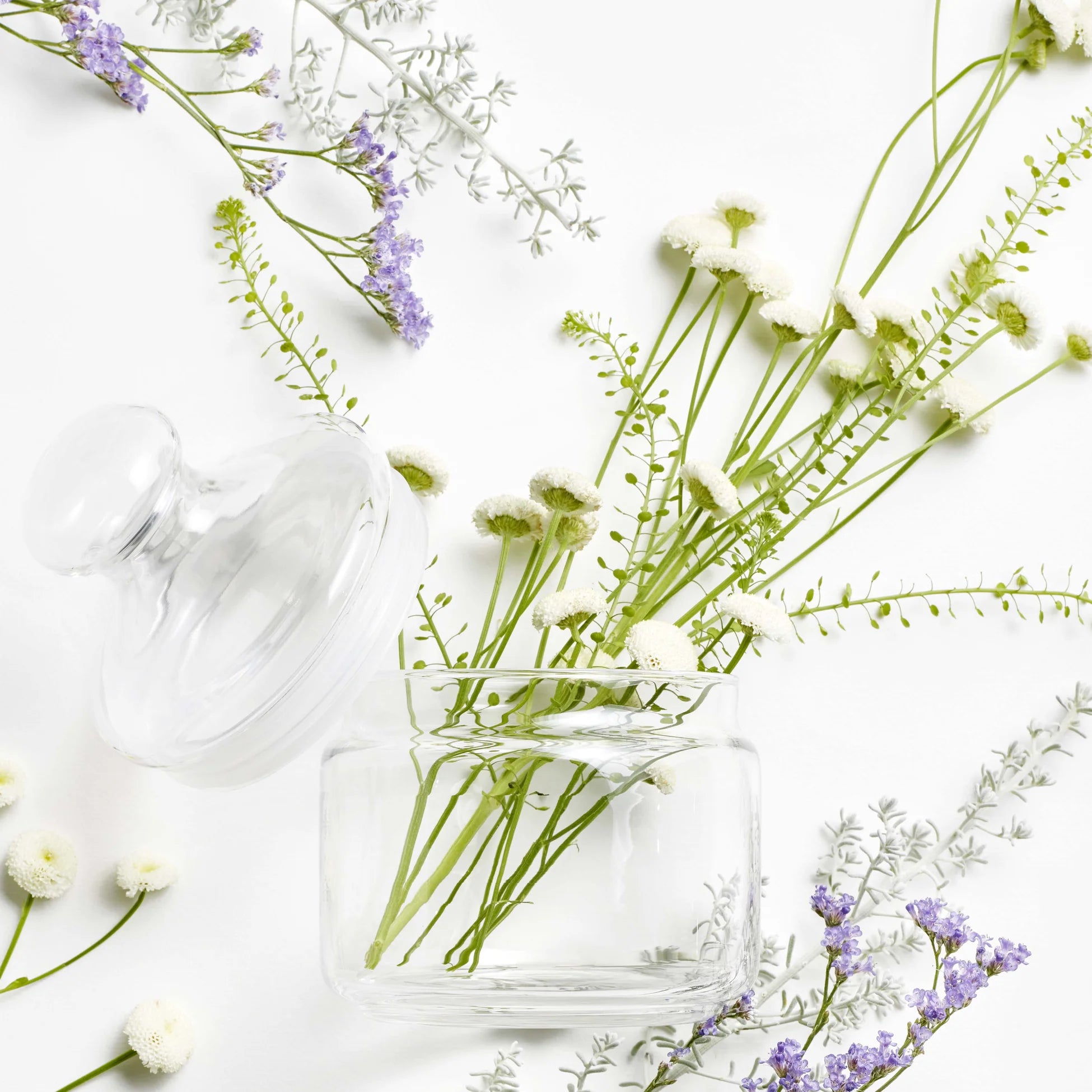 Plantes_Lyophilisees.webp
