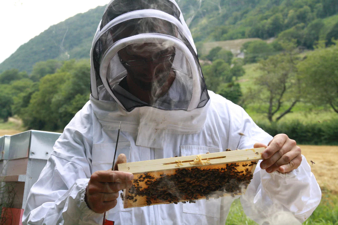 UN_TOIT_POUR_LES_ABEILLES_1.webp